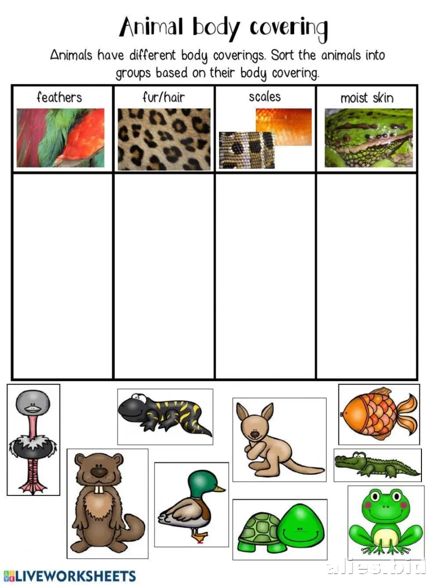 Free Classify Activity Sheets and Worksheets for Learning and Development