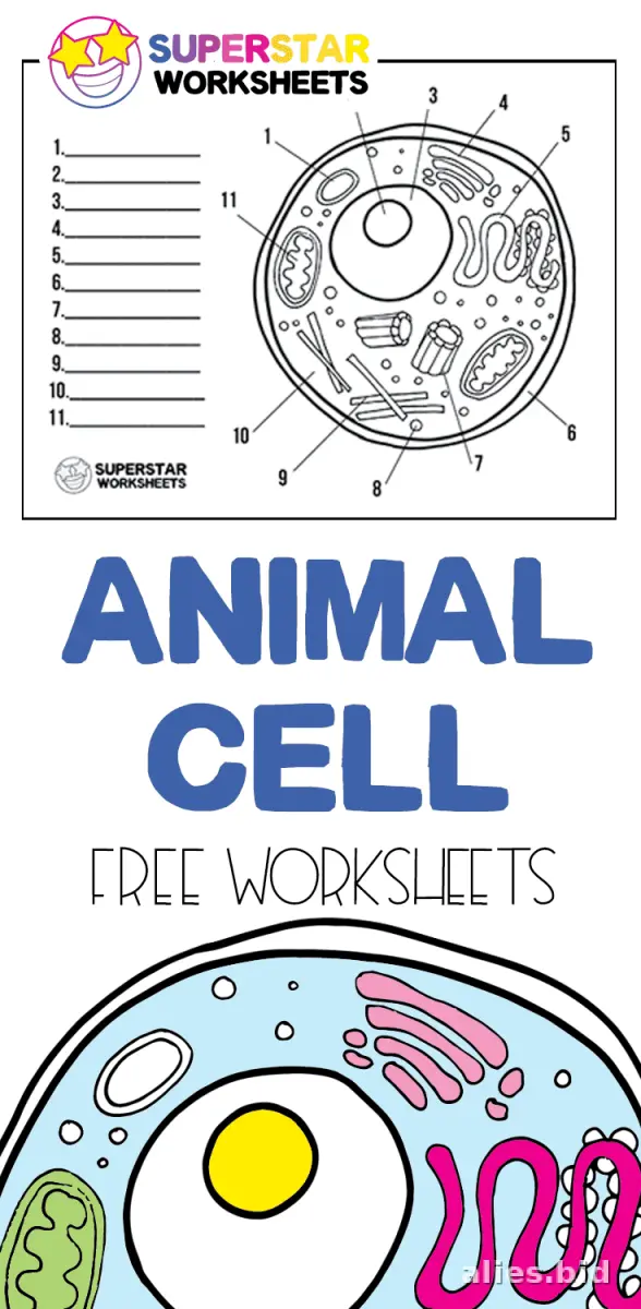 Free Printable Science Activity Sheet Free Worksheet #8