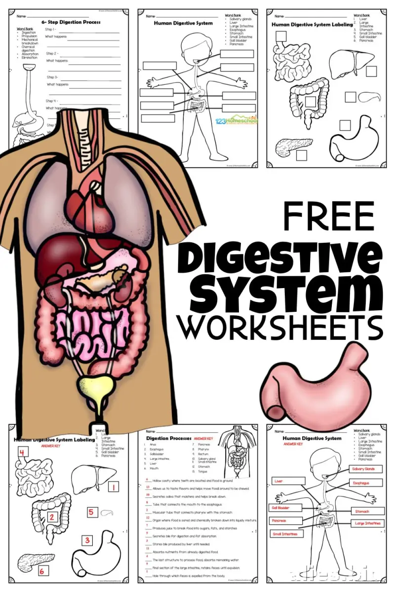 Free Printable Science Activity Sheet Free Worksheet #13